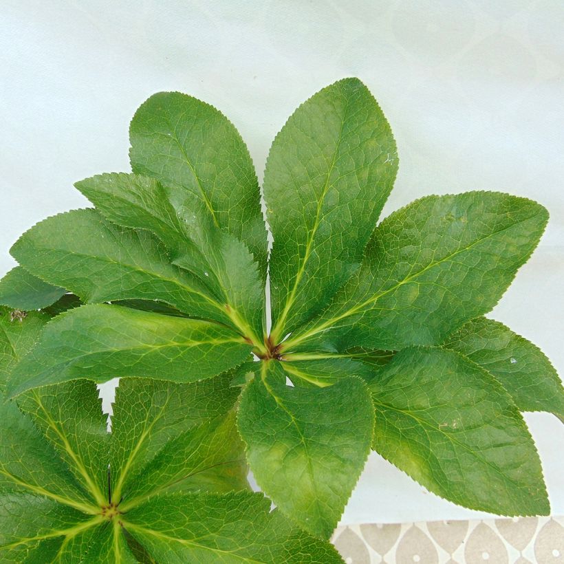 Helleborus hybridus anemone red (Foliage)