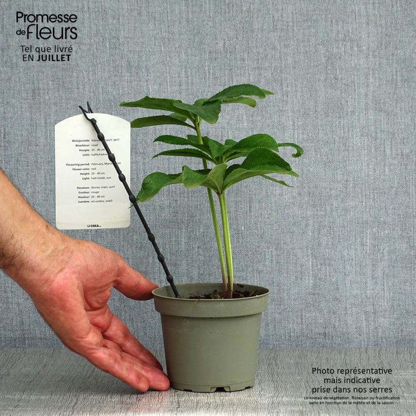 Helleborus hybridus anemone red 2L/3L pot sample as delivered in summer