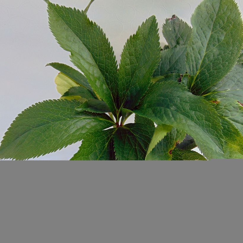 Helleborus hybridus Anemone Green (Foliage)