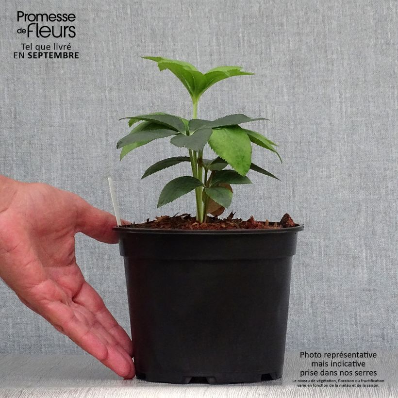 Helleborus hybridus Anemone Green 2L/3L pot sample as delivered in autumn