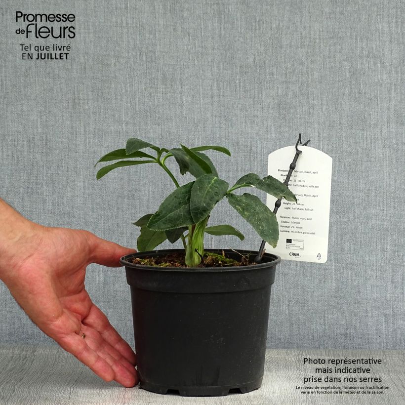 Helleborus hybridus Double White 2L/3L pot sample as delivered in summer