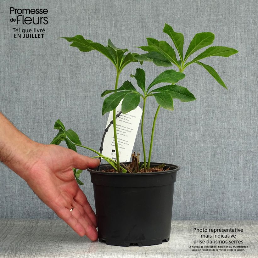 Helleborus hybridus Double White Spotted 2L/3L pot sample as delivered in summer