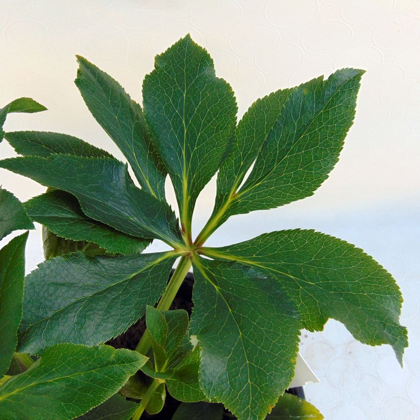 Helleborus hybridus Double White Red/Purple Edge (Foliage)