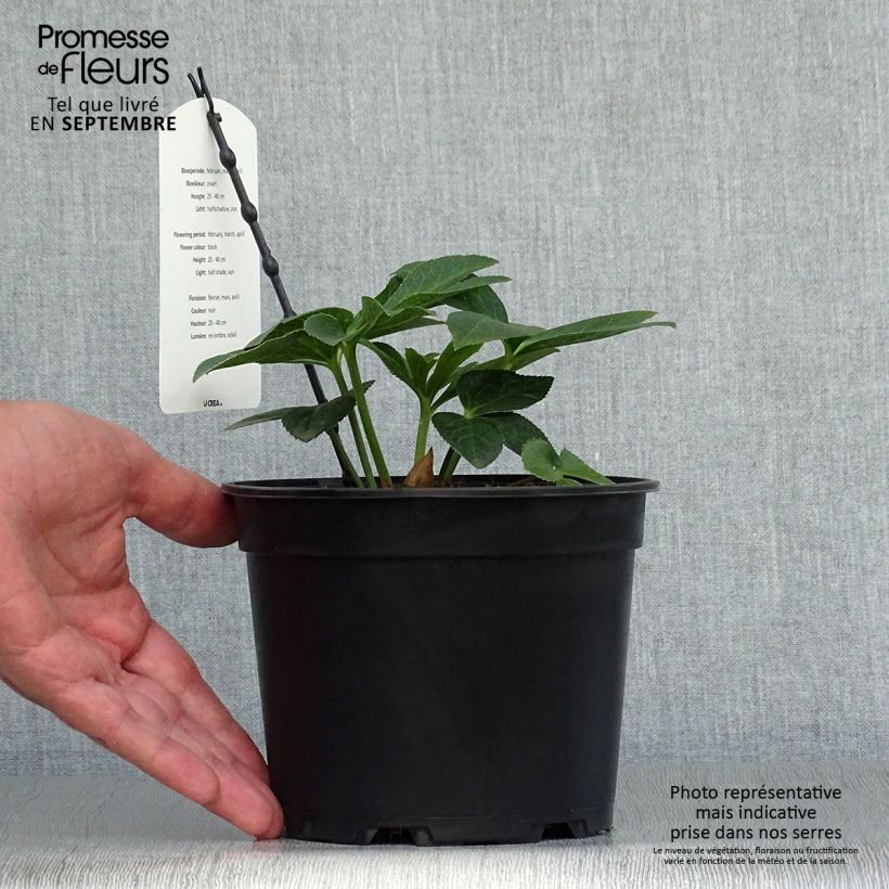 Helleborus hybridus Double Black 2L/3L pot sample as delivered in autumn