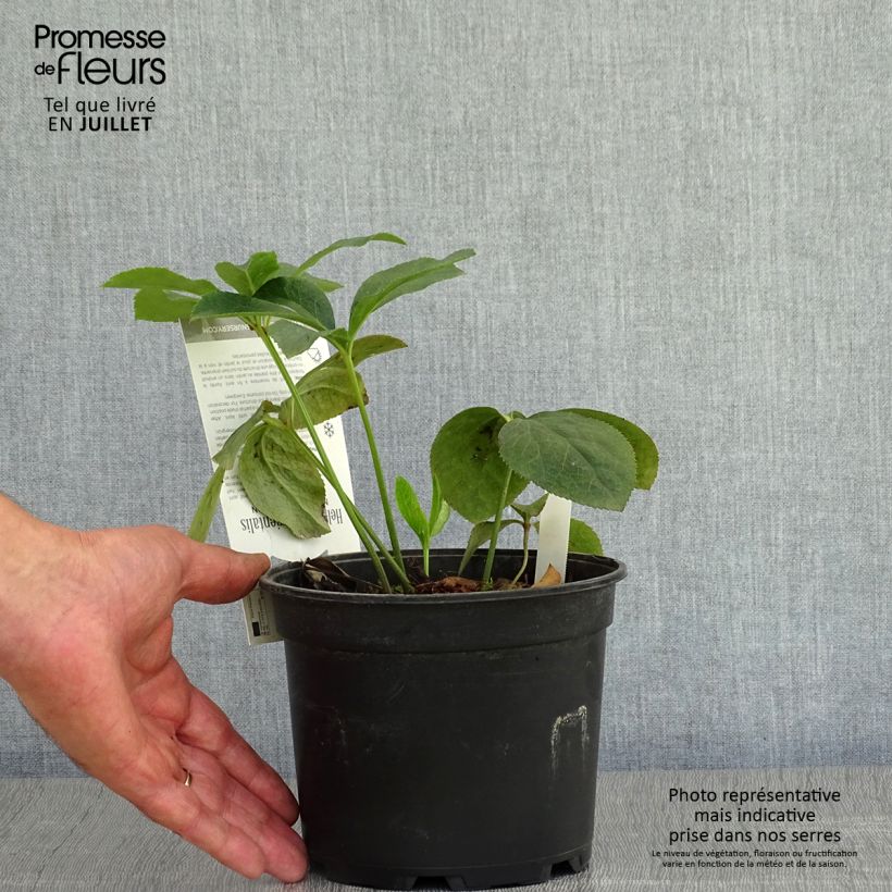 Helleborus hybridus Double Picotee 2L/3L pot sample as delivered in summer