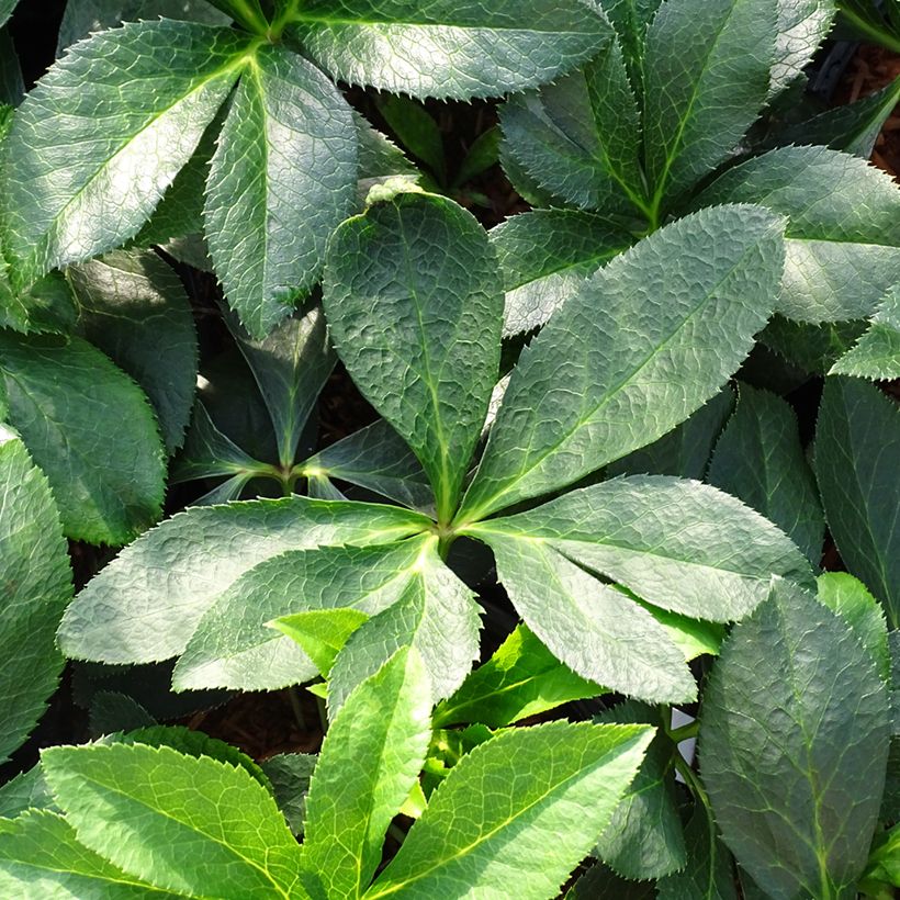 Helleborus hybridus Double Pink (Foliage)