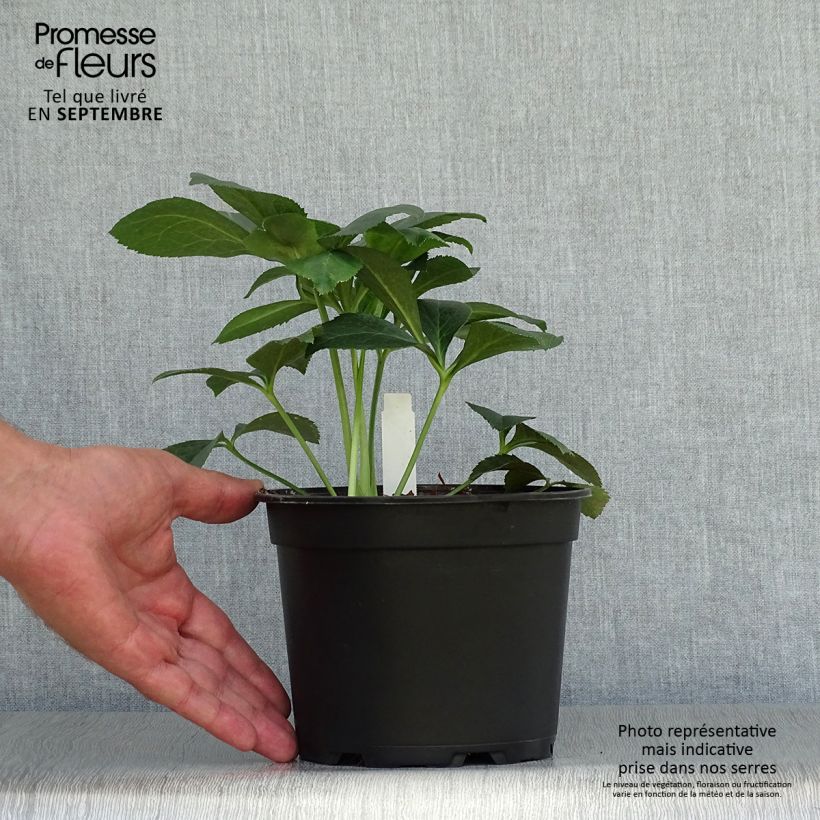 Helleborus hybridus Double Pink 2L/3L pot sample as delivered in autumn
