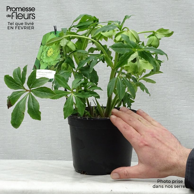 Helleborus Double Green - Hellebore 2L/3L pot sample as delivered in winter