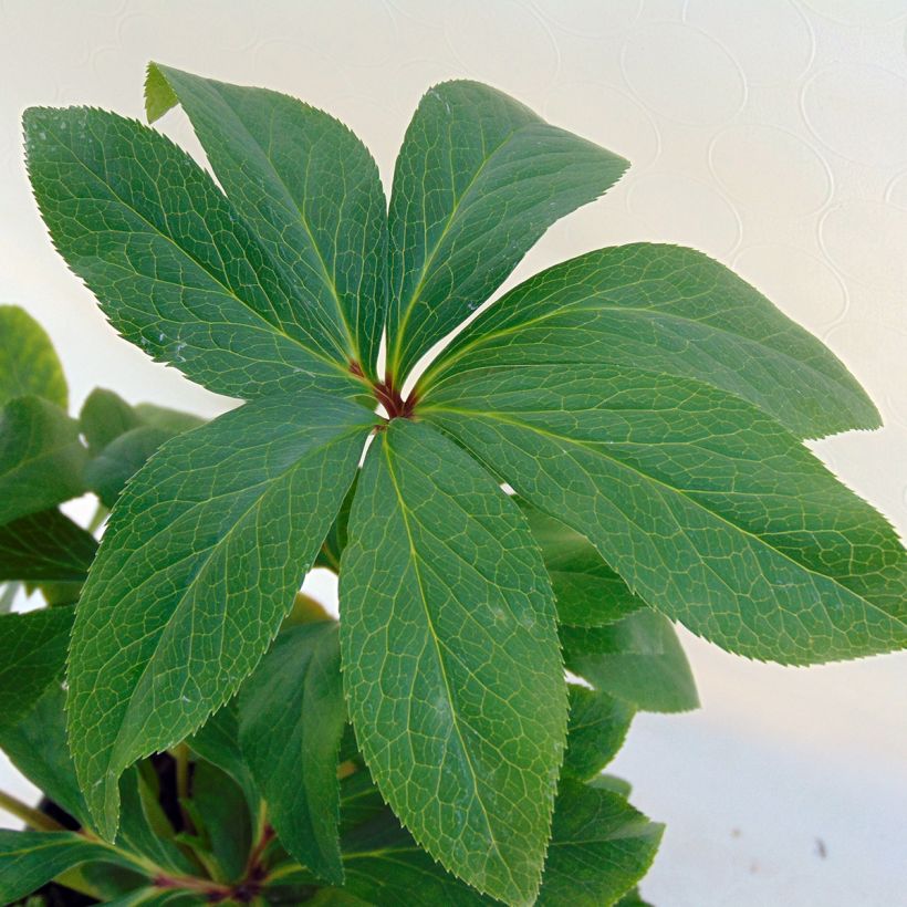 Helleborus hybridus Double Green Spotted (Foliage)