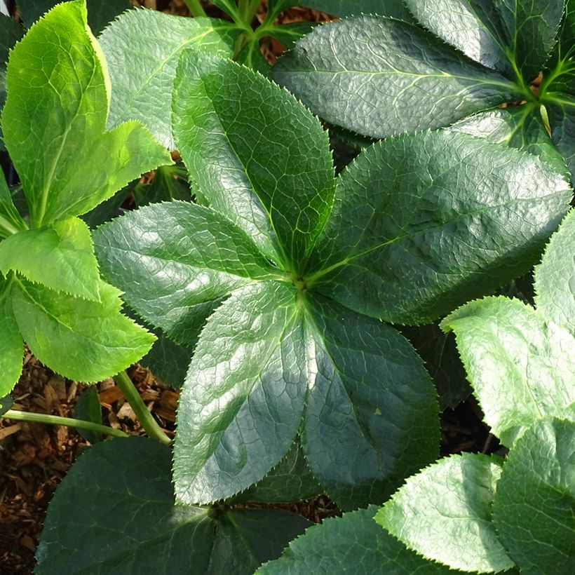 Helleborus Super Yellow Red Centre (Foliage)