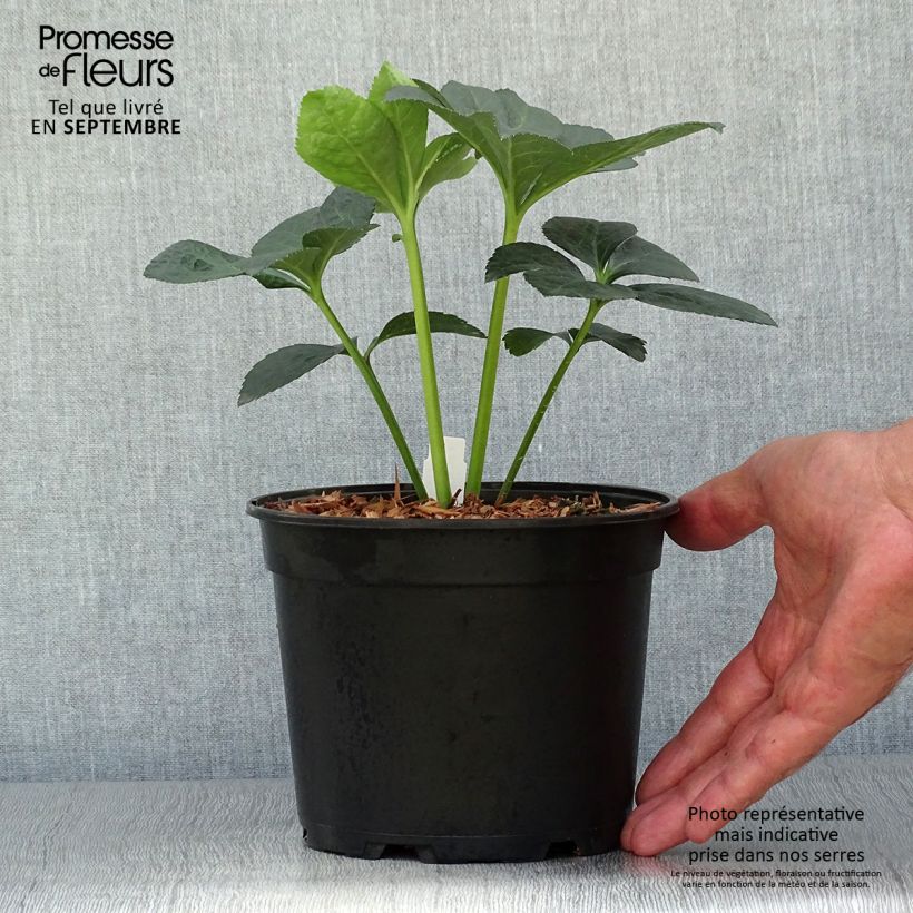 Helleborus Super Yellow Red Centre 2L/3L pot sample as delivered in autumn