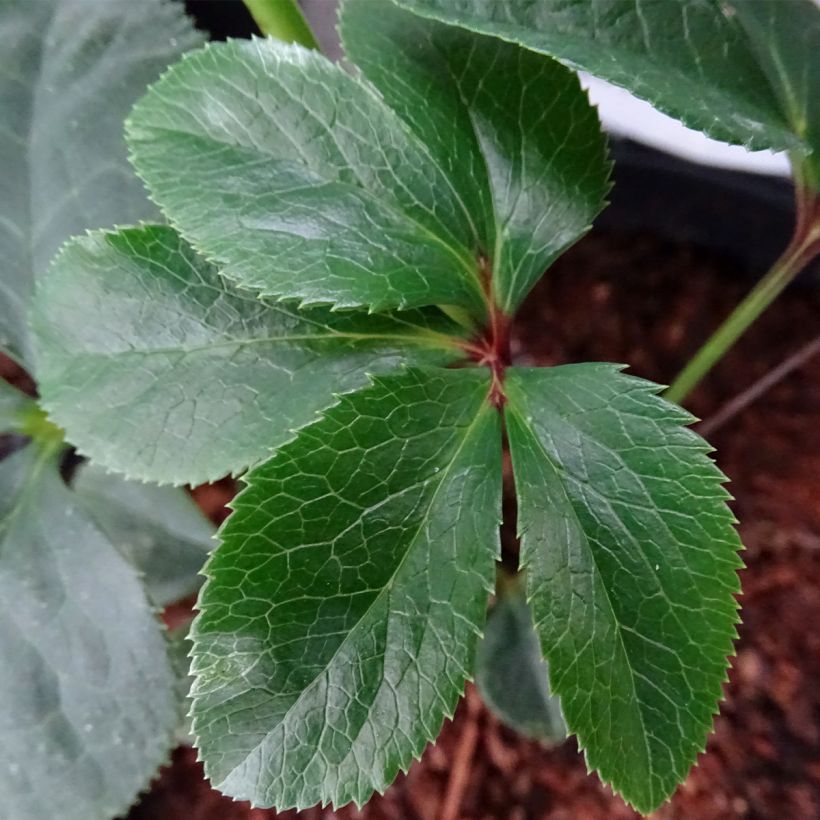 Helleborus Magic Aubergine (Foliage)