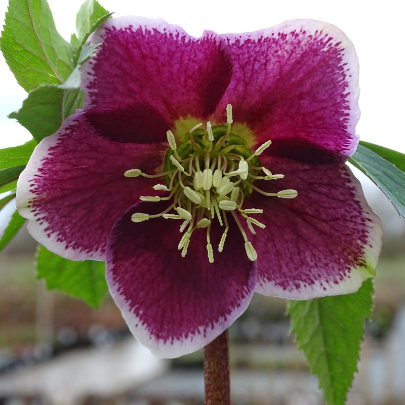 Helleborus Magic Aubergine (Flowering)