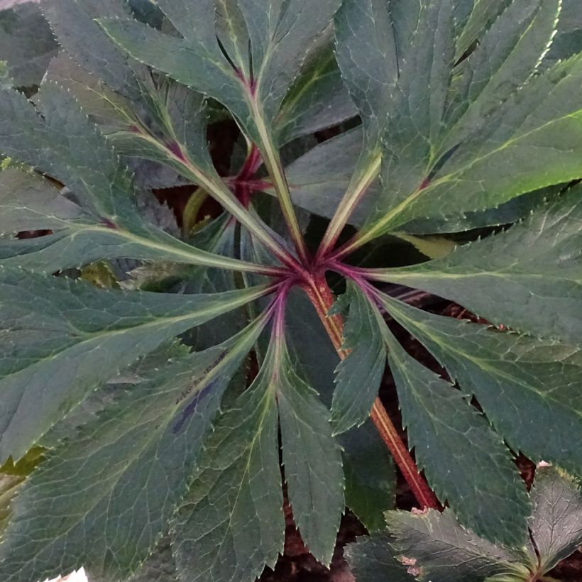 Helleborus hybridus Magic Double Red (Foliage)