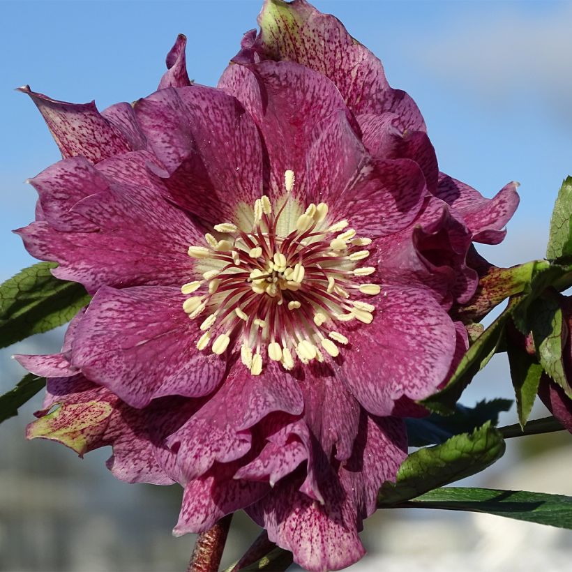 Helleborus hybridus Magic Double Red (Flowering)