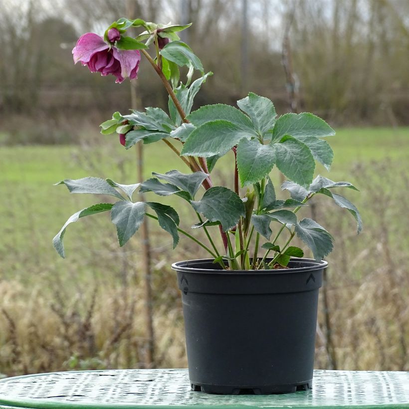 Helleborus hybridus Magic Double Red (Plant habit)