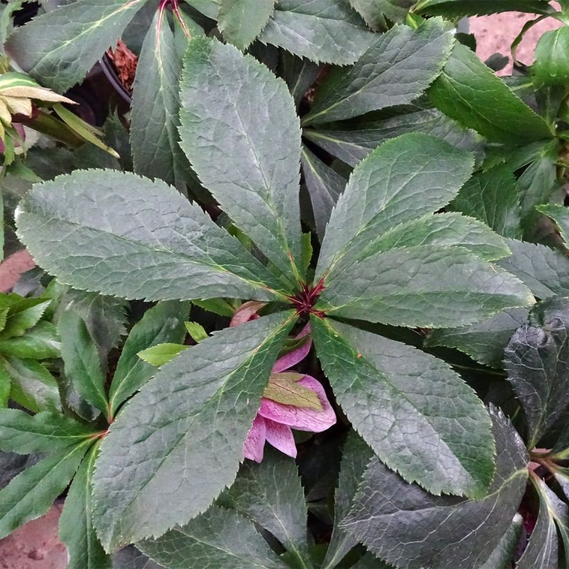 Helleborus hybridus Magic Double Rose (Foliage)