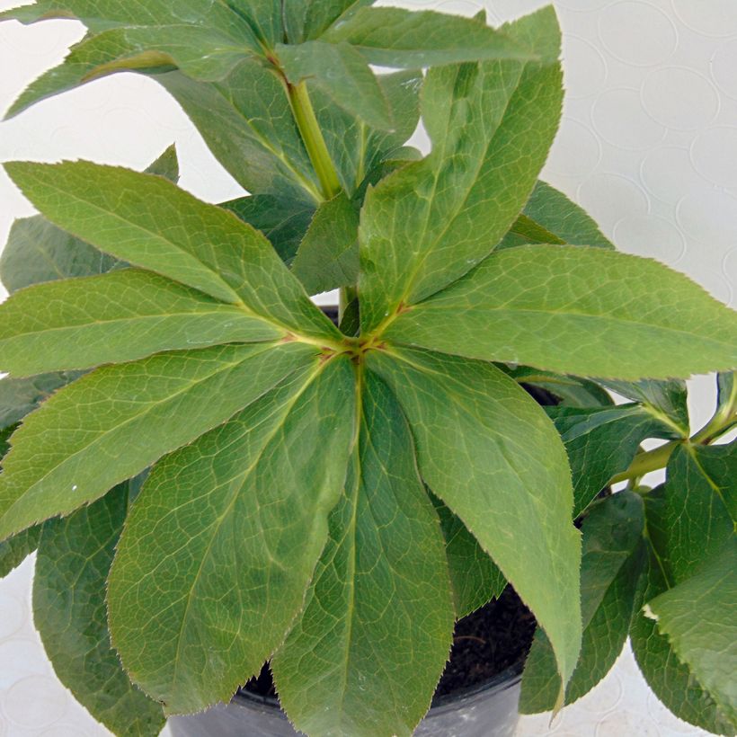 Helleborus hybridus Peach with Red Centre (Foliage)