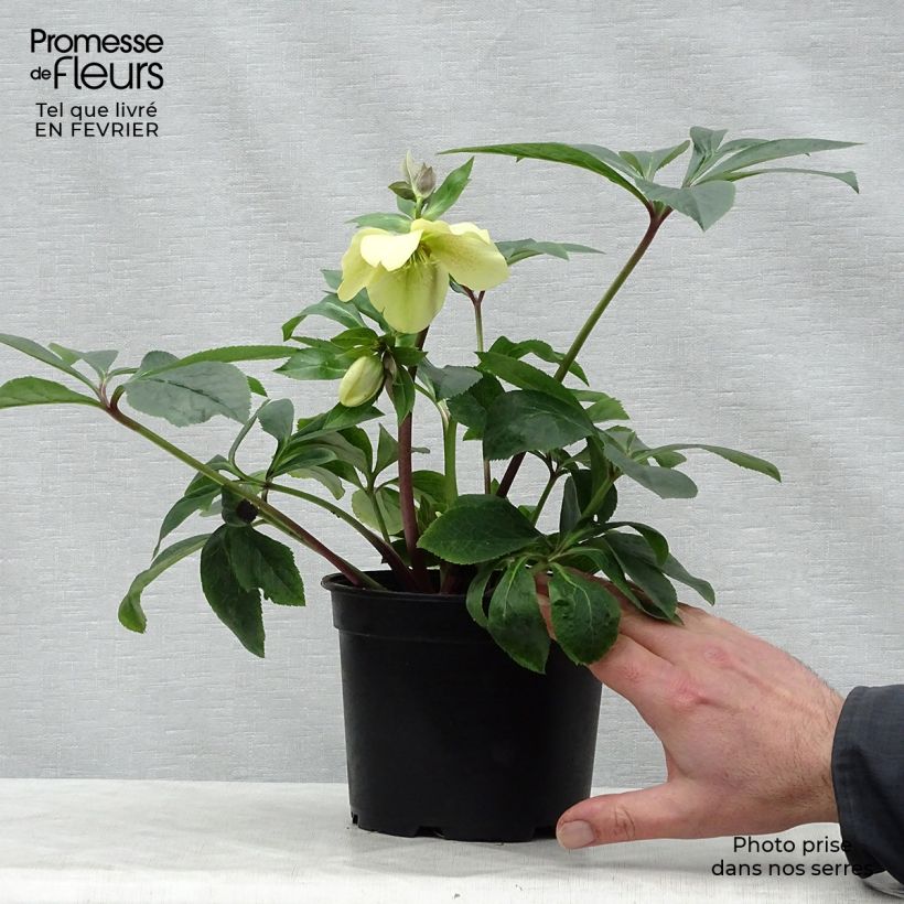 Helleborus hybridus Peach with Red Centre sample as delivered in winter