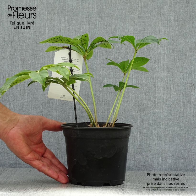 Helleborus hybridus pink green centre 2L/3L pot sample as delivered in summer