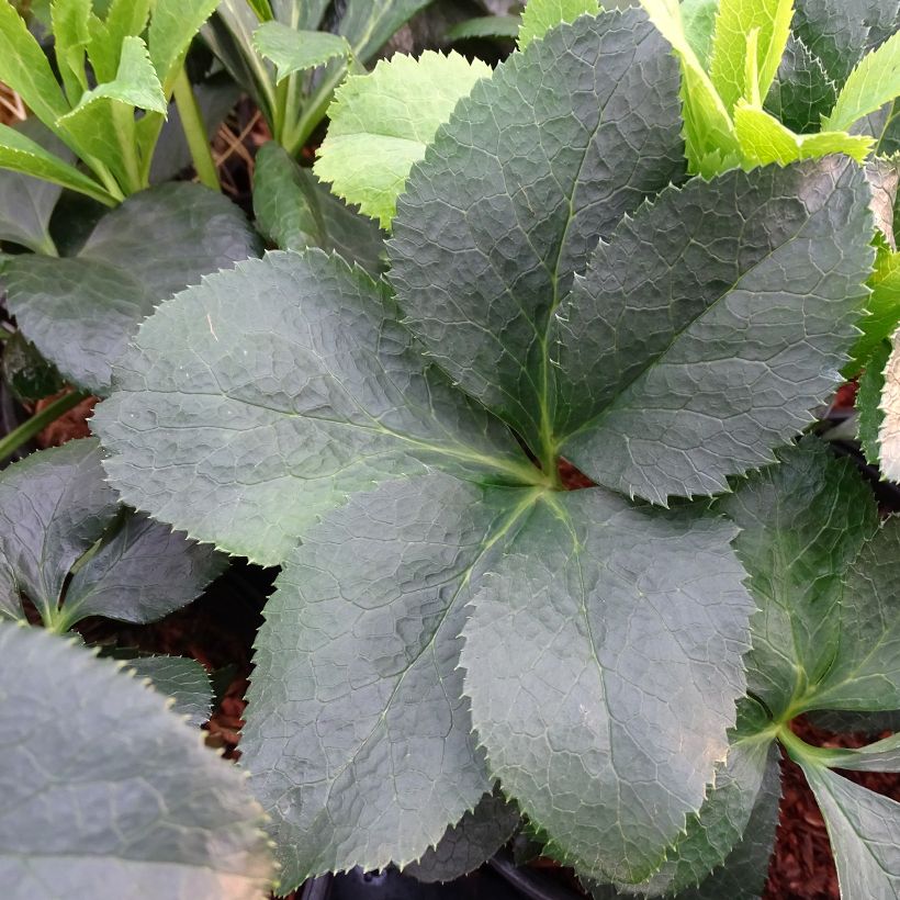 Helleborus hybridus Red (Foliage)