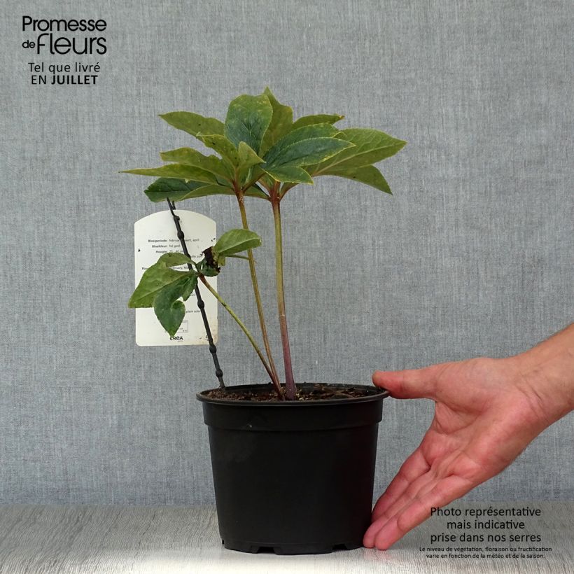 Helleborus hybridus Super Yellow 2L/3L pot sample as delivered in summer