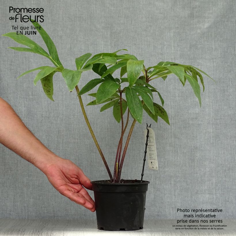 Helleborus hybridus Green-flowered 2L/3L pot sample as delivered in summer