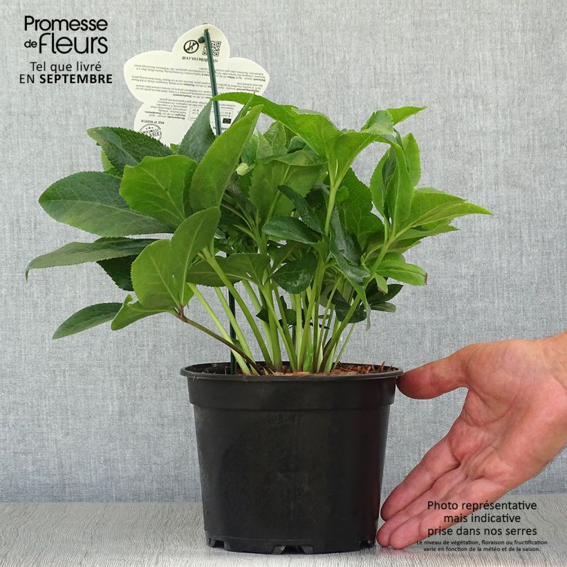 Helleborus hybridus ViV Antonella 2L/3L pot sample as delivered in autumn