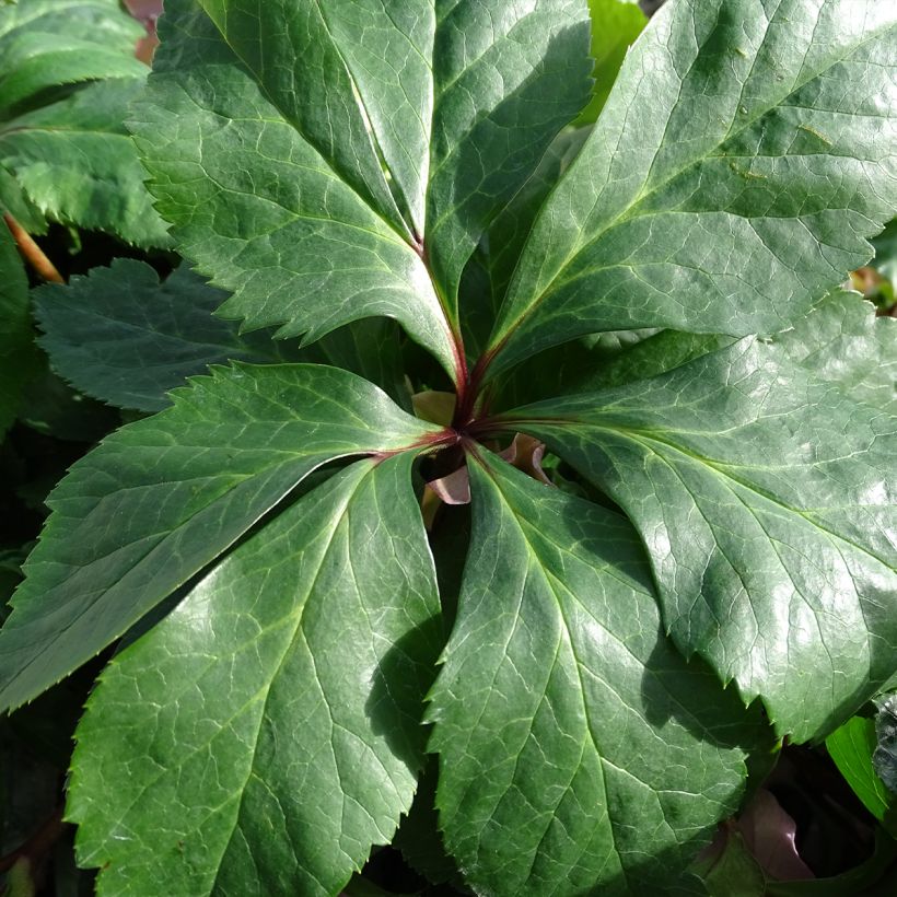 Helleborus hybridus ViV Diana (Foliage)