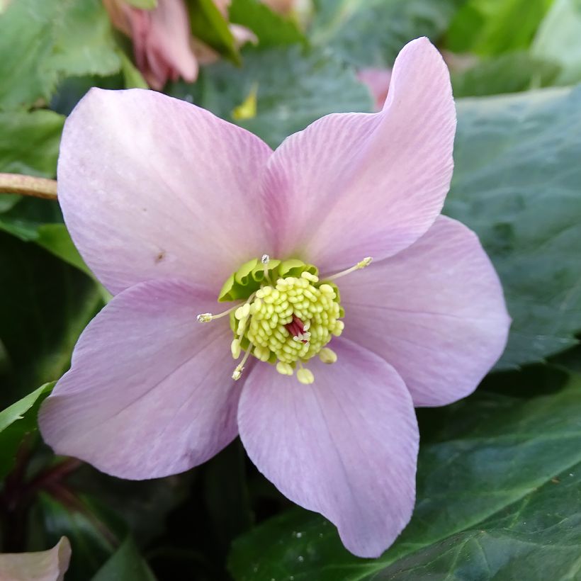 Helleborus hybridus ViV Diana (Flowering)