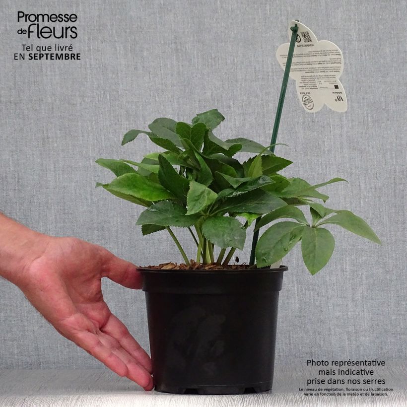 Helleborus hybridus ViV Isabella 2L/3L pot sample as delivered in autumn