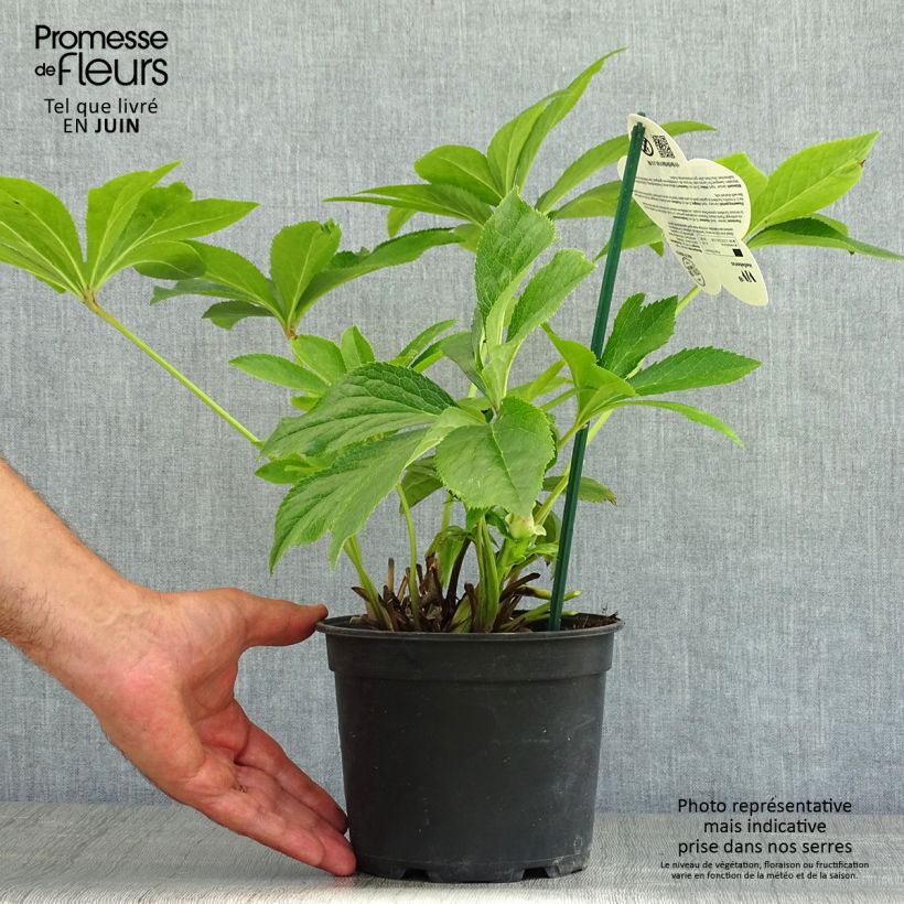Helleborus hybridus ViV Suzanna 2L/3L pot sample as delivered in summer