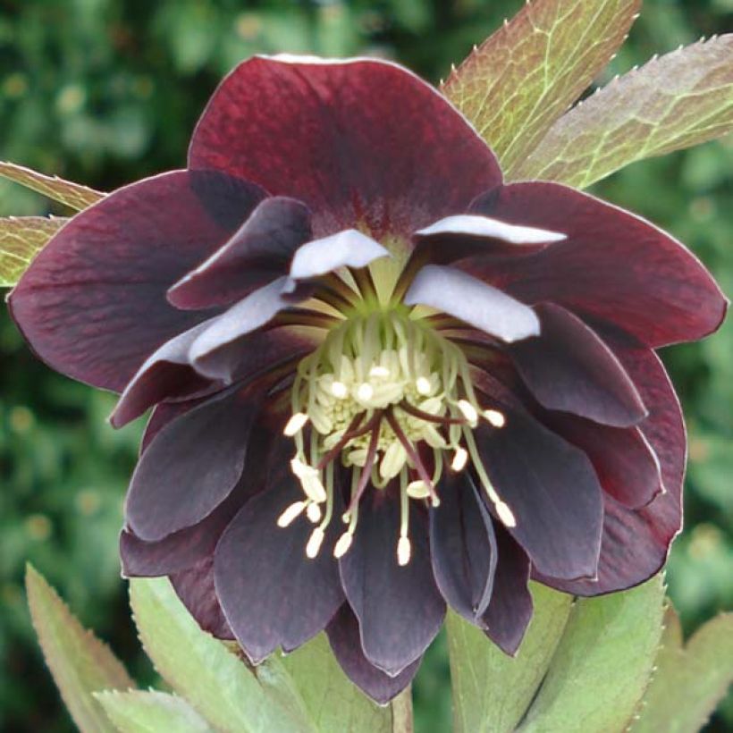 Helleborus hybridus Double Black (Flowering)