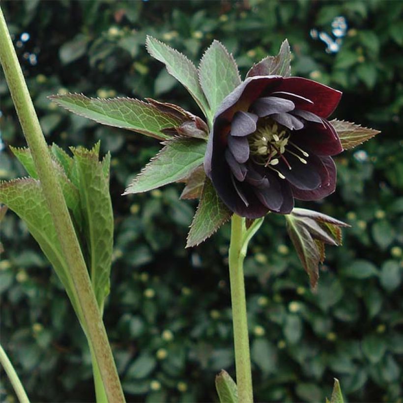 Helleborus hybridus Double Black (Plant habit)