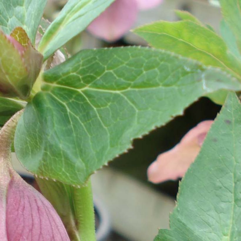 Helleborus hybridus Pink Spotted (Foliage)