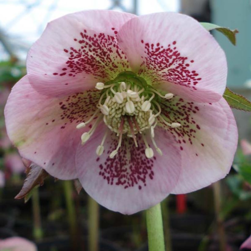 Helleborus hybridus Pink Spotted (Flowering)