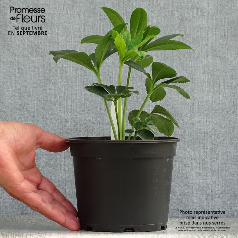 Helleborus hybridus Red 2L/3L pot sample as delivered in autumn