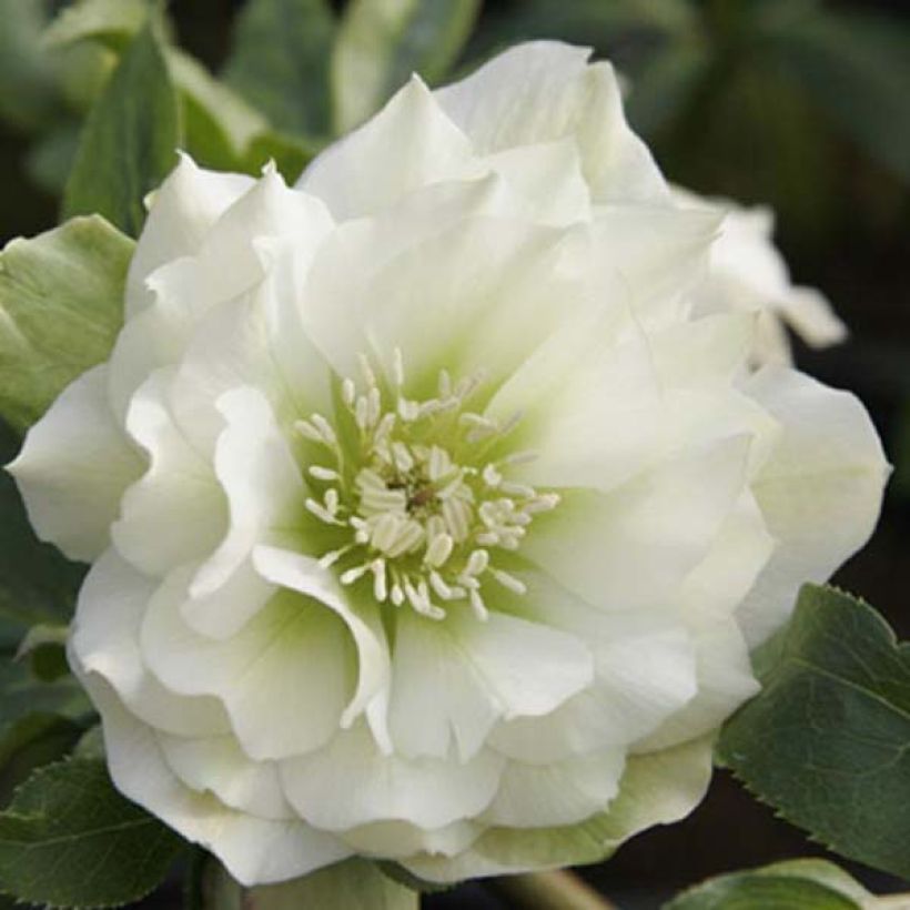 Helleborus hybridus Double White (Flowering)