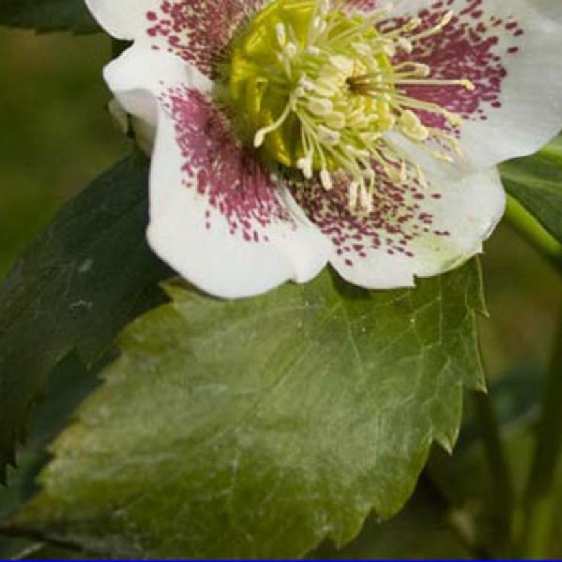 Helleborus hybridus white spotted (Foliage)