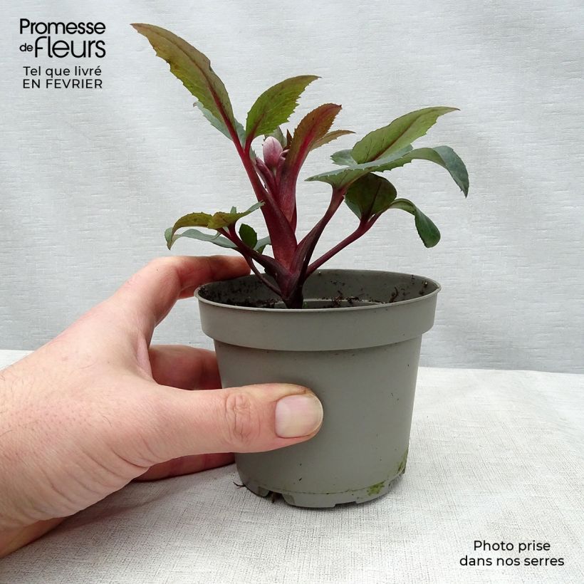 Helleborus sternii Flame 12cm pot sample as delivered in winter
