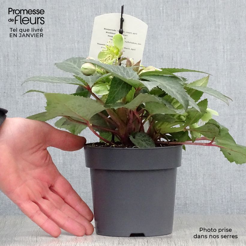 Helleborus sternii Grey Star - Sterns Hellebore 8/9 cm pot sample as delivered in winter