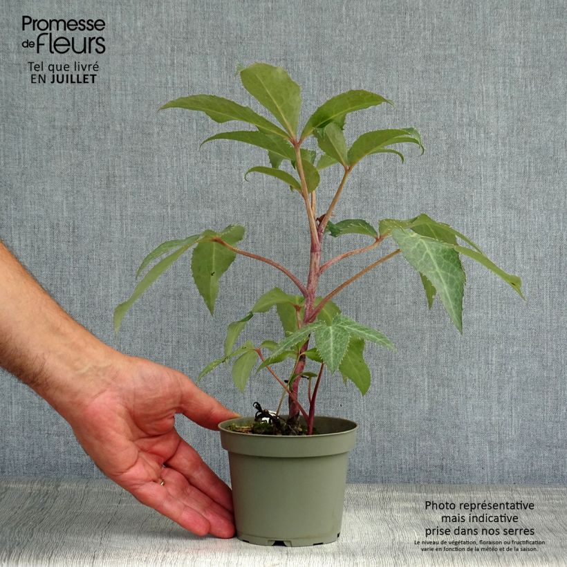 Helleborus sternii - Evergreen Helleborus 12cm pot sample as delivered in summer