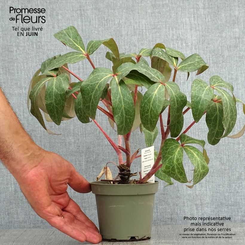 Helleborus sternii - Evergreen Helleborus 1L/1.5L pot sample as delivered in summer