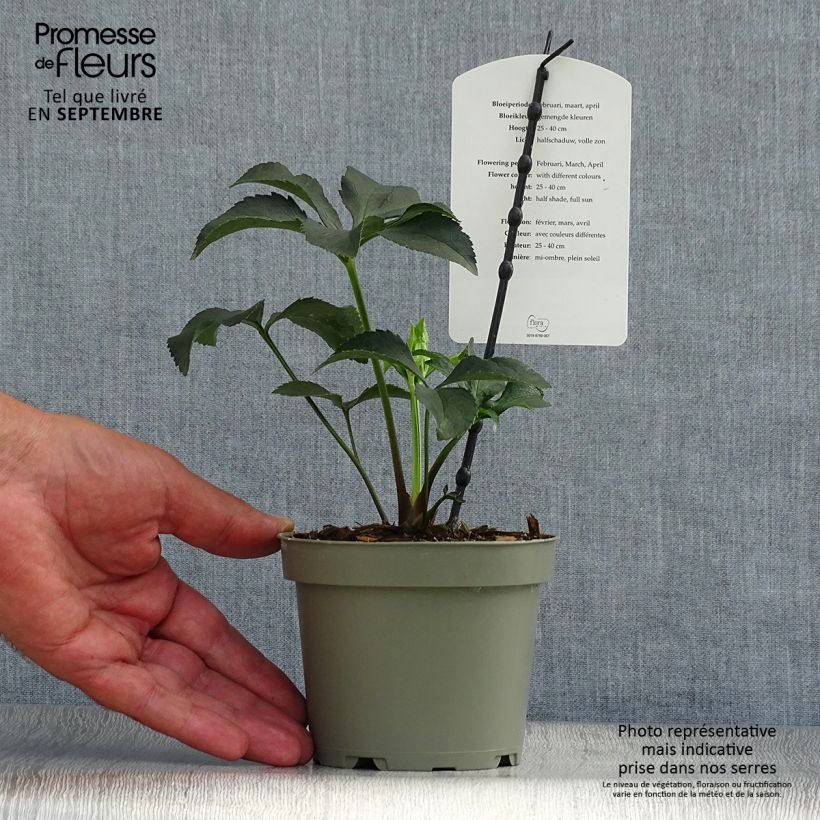 Helleborus torquatus Party Dress Hybrid 1L/1.5L pot sample as delivered in autumn