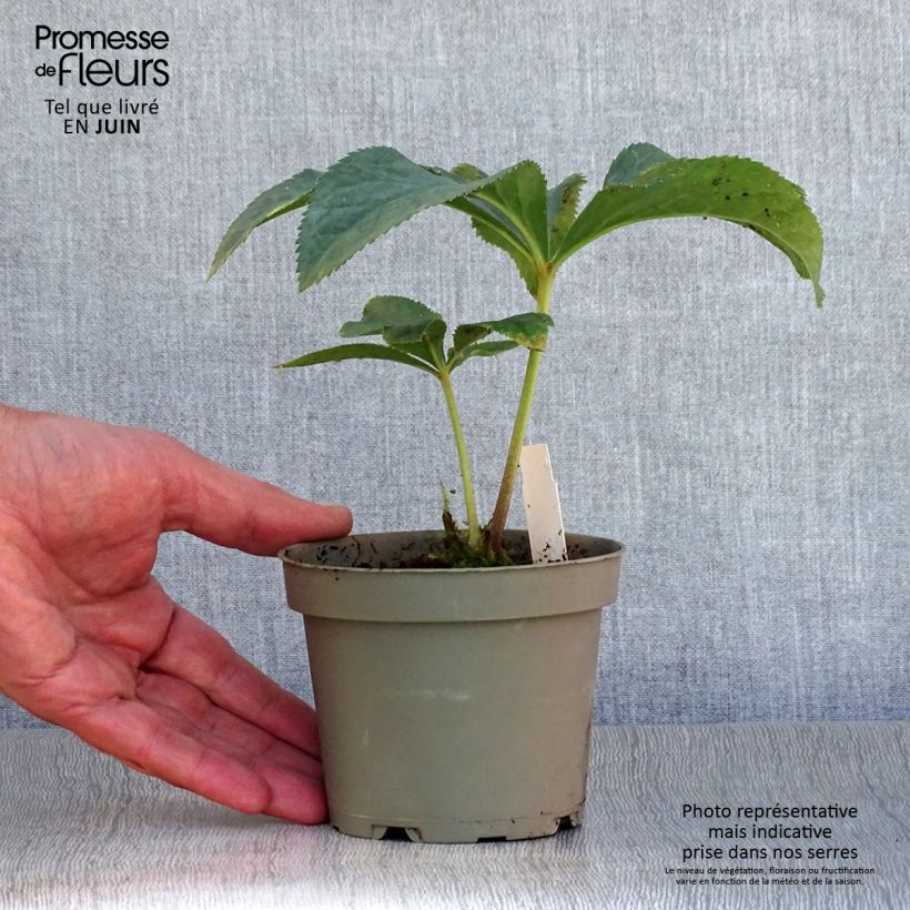 Helleborus torquatus 12cm pot sample as delivered in summer
