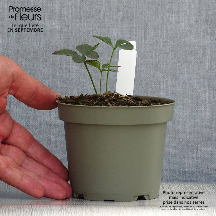 Helleborus torquatus 1L/1.5L pot sample as delivered in autumn
