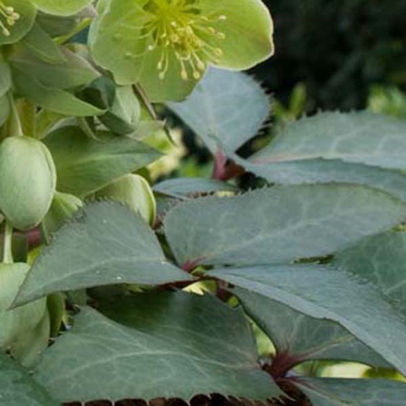 Helleborus sternii - Evergreen Helleborus (Foliage)