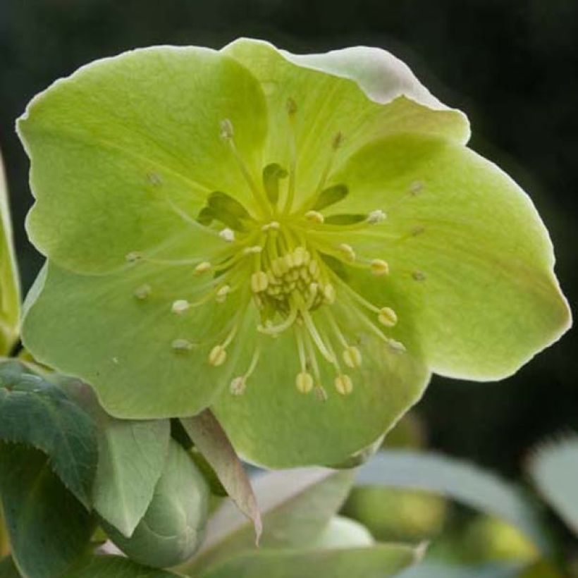 Helleborus sternii - Evergreen Helleborus (Flowering)