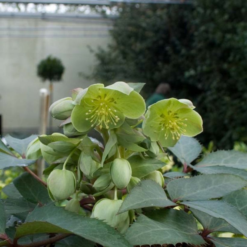 Helleborus sternii - Evergreen Helleborus (Plant habit)