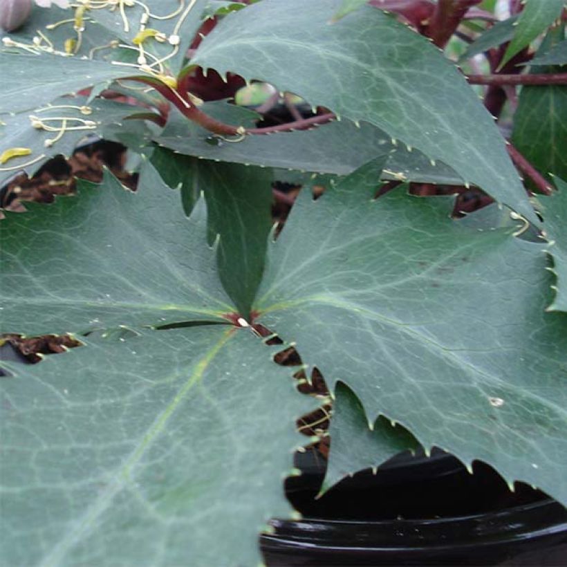 Helleborus sternii Boughton Beauty (Foliage)